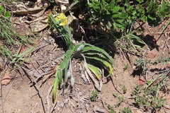 Hypoxis stellipilis