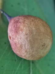 Cyrtarachne