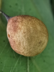 Cyrtarachne