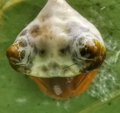 Cyrtarachne