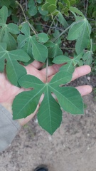 Jatropha grossidentata