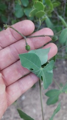 Jatropha grossidentata