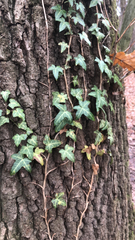 Hedera helix
