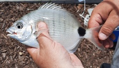Diplodus holbrookii