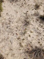 Lampranthus leipoldtii