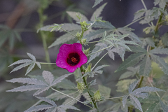 Hibiscus cannabinus