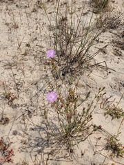 Lampranthus leipoldtii