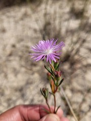 Lampranthus leipoldtii
