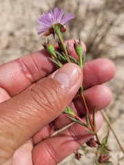 Lampranthus leipoldtii