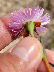 Lampranthus leipoldtii