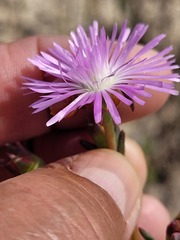 Lampranthus leipoldtii