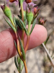 Lampranthus leipoldtii