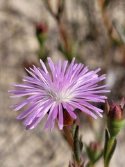 Lampranthus leipoldtii