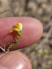 Aspalathus divaricata