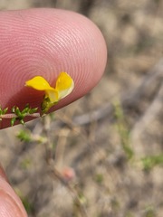Aspalathus divaricata