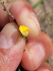 Aspalathus divaricata