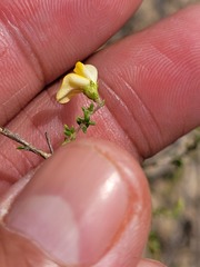 Aspalathus divaricata