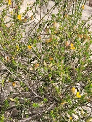 Aspalathus divaricata