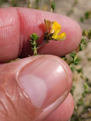 Aspalathus divaricata
