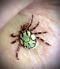 Amblyomma hebraeum