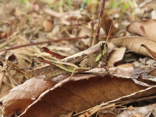 vagrant grasshopper