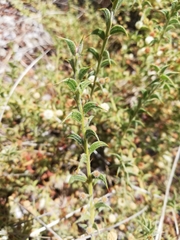 Acacia huegelii