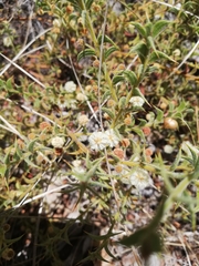 Acacia huegelii