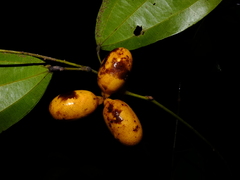 Abuta grandifolia