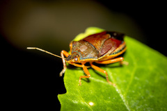 Tynacantha marginata