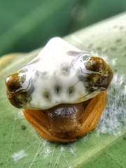 Cyrtarachne