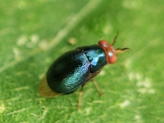 Celyphidae