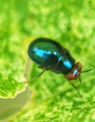 Celyphidae