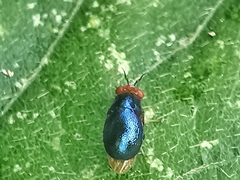 Celyphidae