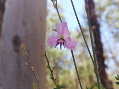 Dichopogon capillipes