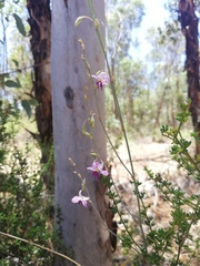 Dichopogon capillipes