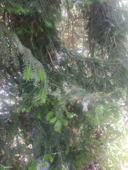 Abies nordmanniana