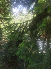 Abies nordmanniana