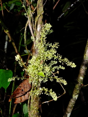 Cissampelos andromorpha