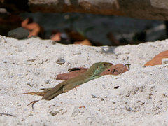 Ameiva bifrontata