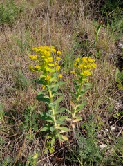 Euphorbia epithymoides