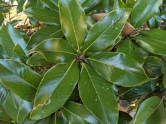 Magnolia grandiflora