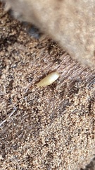 Atelurinae