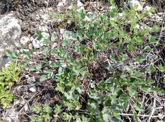 Thalictrum foetidum