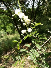 Mimosa malacophylla