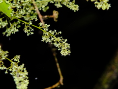 Cissampelos andromorpha