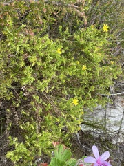 Cullumia setosa microcephala