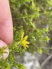 Cullumia setosa microcephala