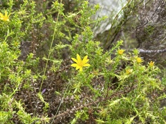Cullumia setosa microcephala