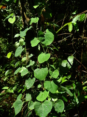 Cissampelos andromorpha