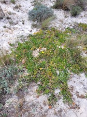 Leucospermum hypophyllocarpodendron